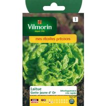 Graines Laitue Pommée Gotte Jaune d'Or - VILMORIN