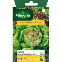 Graines Laitue Pommée Reine de Mai de Pleine Terre - VILMORIN