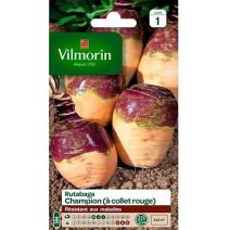 Graines Rutabaga Champion à Collet Rouge - VILMORIN