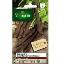Graines Scorsonère Géante Noire de Russie - VILMORIN