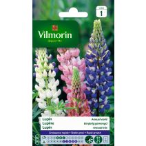 Graines Lupin Annuel Varié - VILMORIN