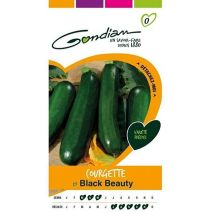 Graines Courgette Black Beauty - GONDIAN