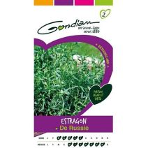 Graines Estragon de Russie - GONDIAN