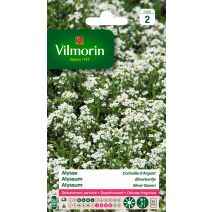 Graines Alysse Corbeille d'Argent - VILMORIN