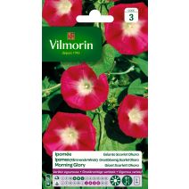 Graines Ipomée Géante Scarlett O'Hara - VILMORIN