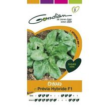 Graines Epinard Previa Hybride F1 - GONDIAN