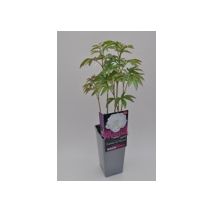 Pivoine Herbacée - pot de 2L