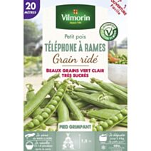 Graines Pois Grimpant à Grain Ridé Téléphone à Rames 20m - VILMORIN