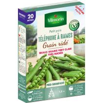 Graines Pois Grimpant à Grain Ridé Téléphone à Rames 20m - VILMORIN