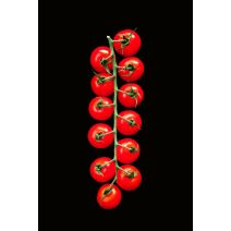Toile glassart 45x65 tomates grappe