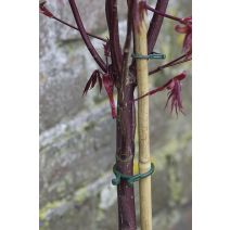 Assortiment d'anneaux pour plantes
