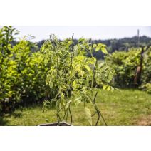 Tuteur spirales tomates 180cm vert