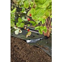 Film de paillage pour fraisier 1,5x10m noir 37µ
