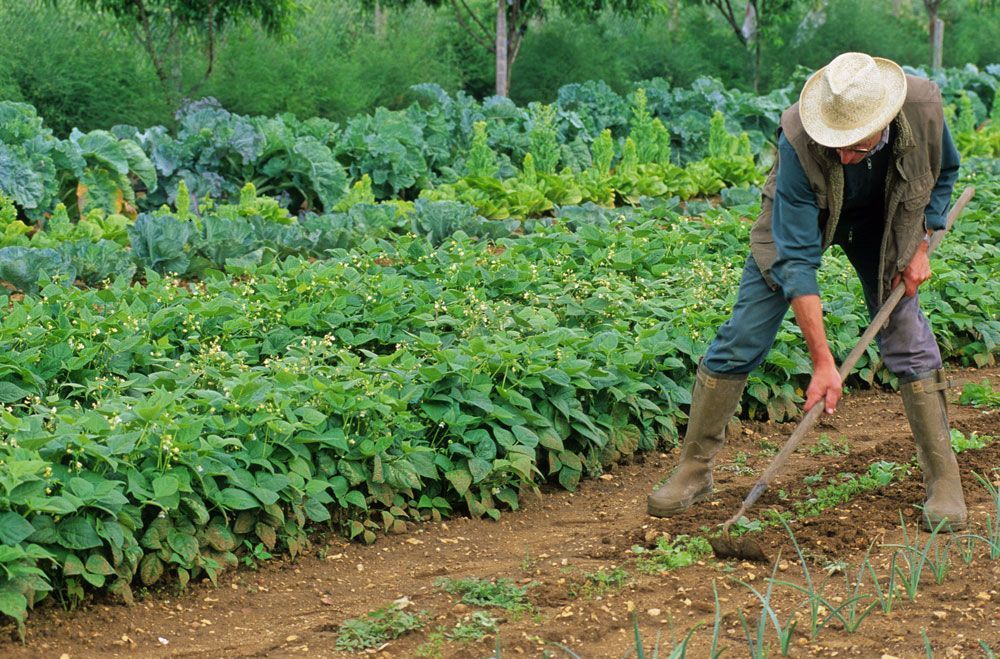 potager