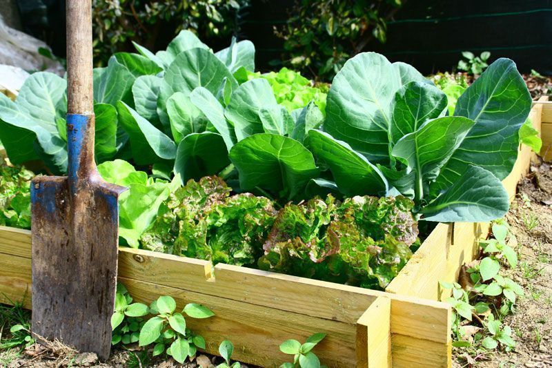 carré potager