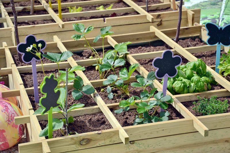 carré potager 2